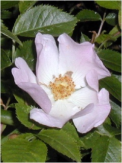 37wildrose400x533_240